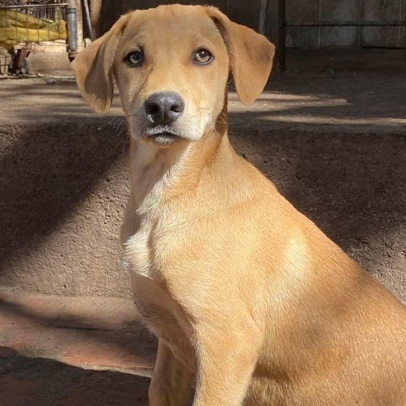 Enlarge Porky PC, a Adoptable mixed breed in Chippewa Falls, WI image 2/5