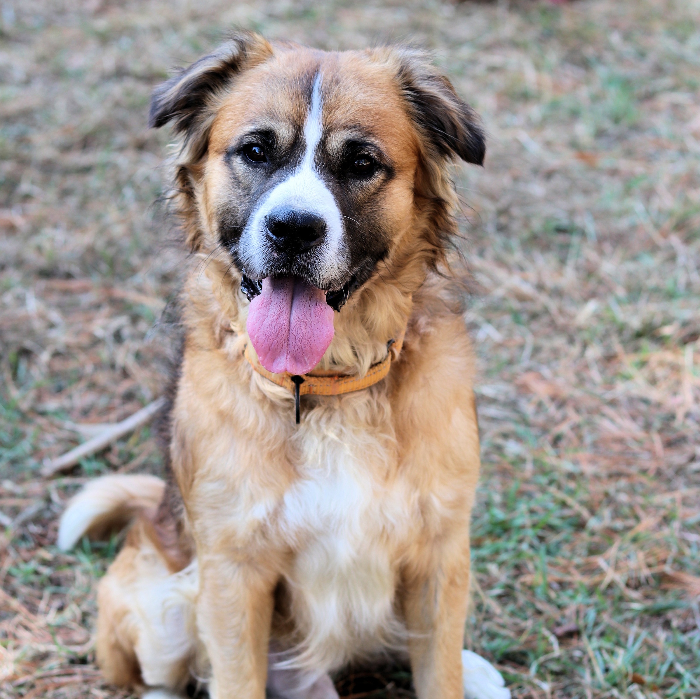 Dog for adoption CT Captain avail Nov 3, an Australian Shepherd Mix