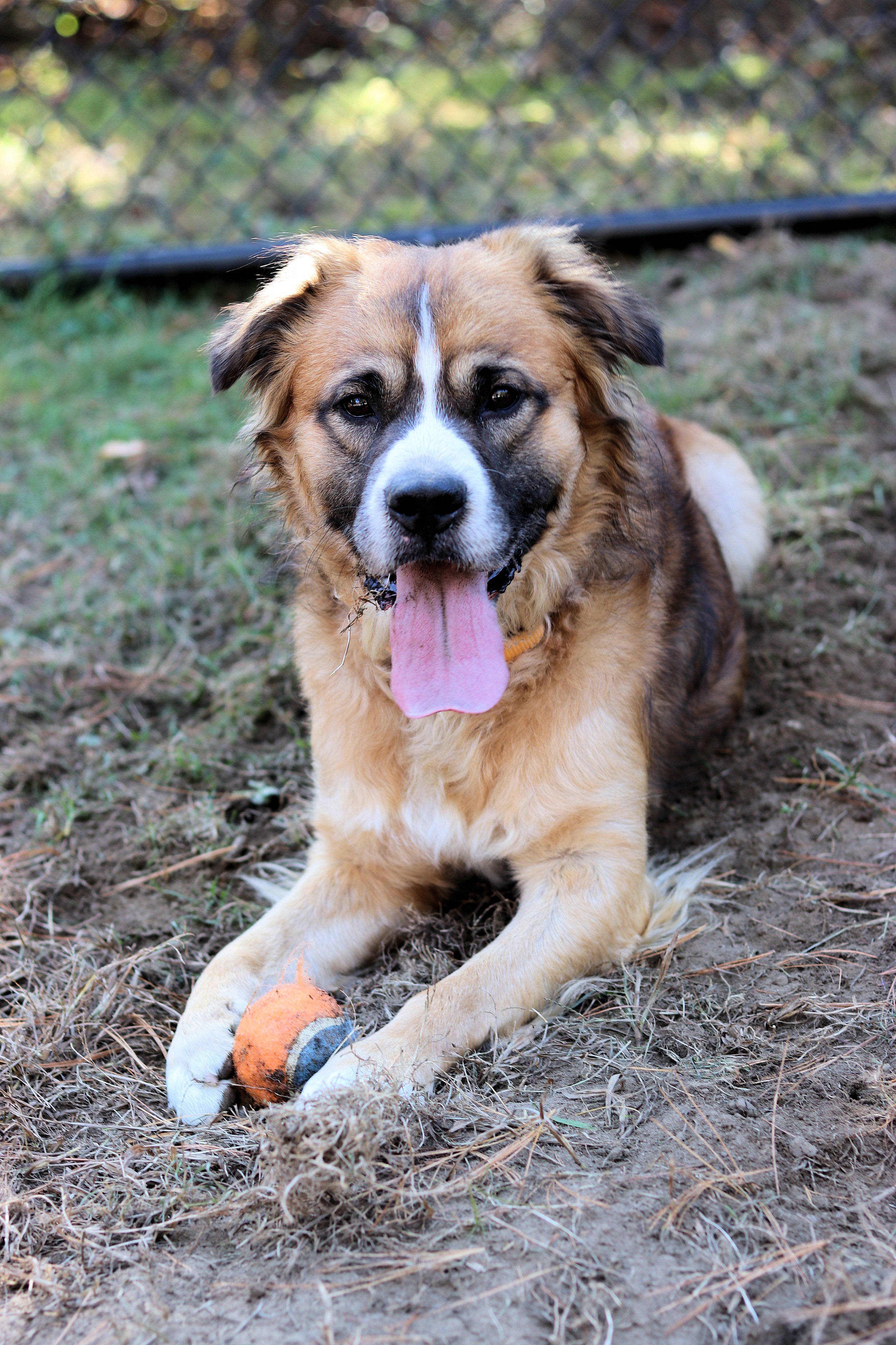 Dog for adoption CT Captain avail Nov 3, an Australian Shepherd Mix