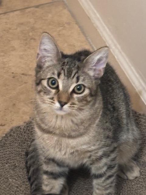 Enlarge Poppy Purrsome, a Adoptable Domestic Short Hair in Chandler, AZ image 1/3