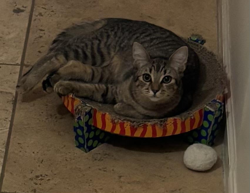 Enlarge Poppy Purrsome, a Adoptable Domestic Short Hair in Chandler, AZ image 2/3