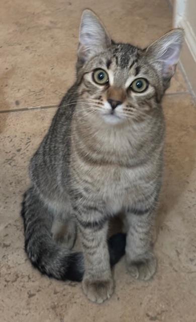 Enlarge Poppy Purrsome, a Adoptable Domestic Short Hair in Chandler, AZ image 3/3