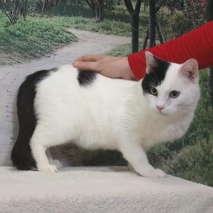 Cowabunga — thumbnail 2