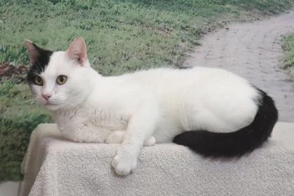 Cowabunga — thumbnail 3