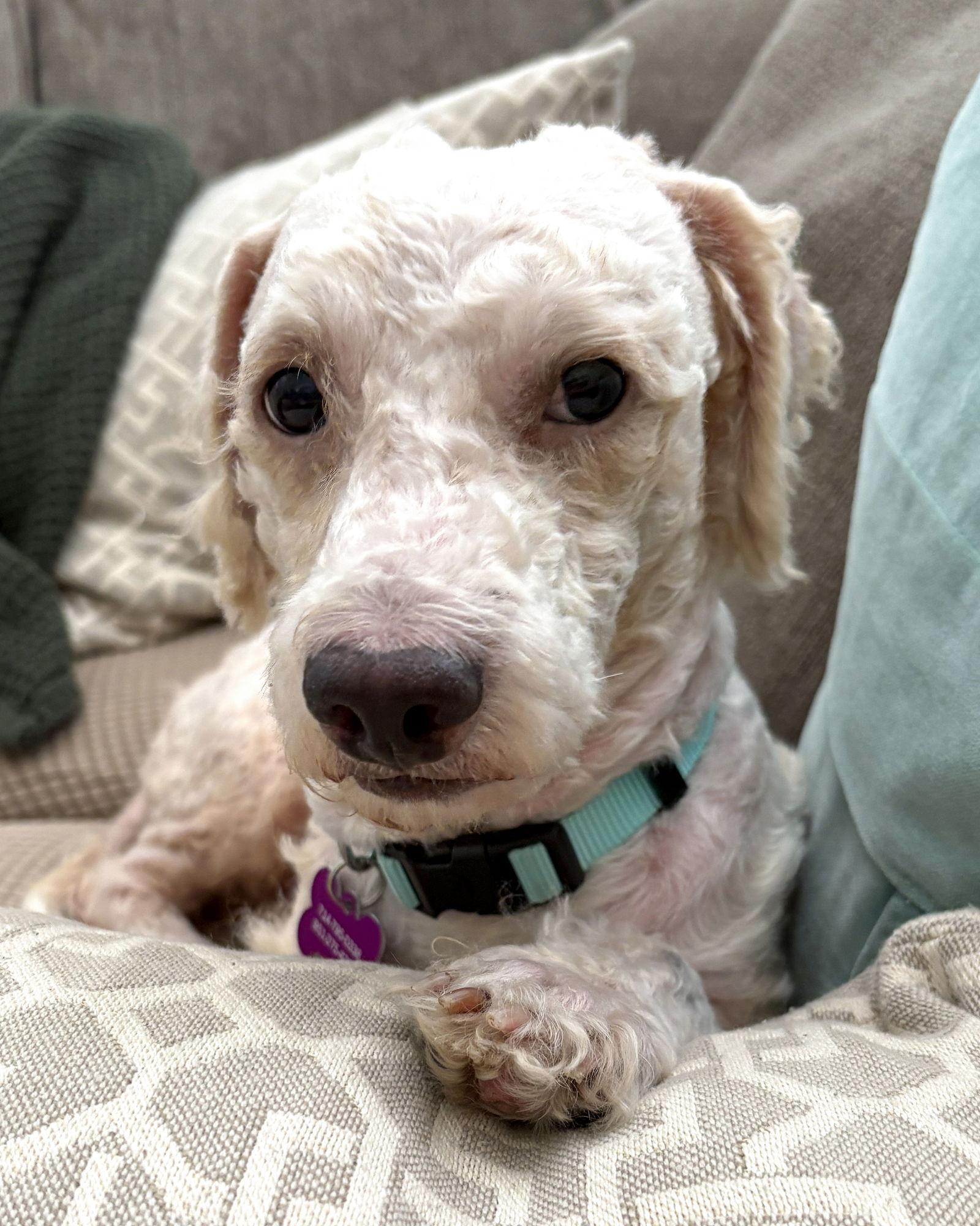 Oliver, Adoptable, Adult Male Poodle.