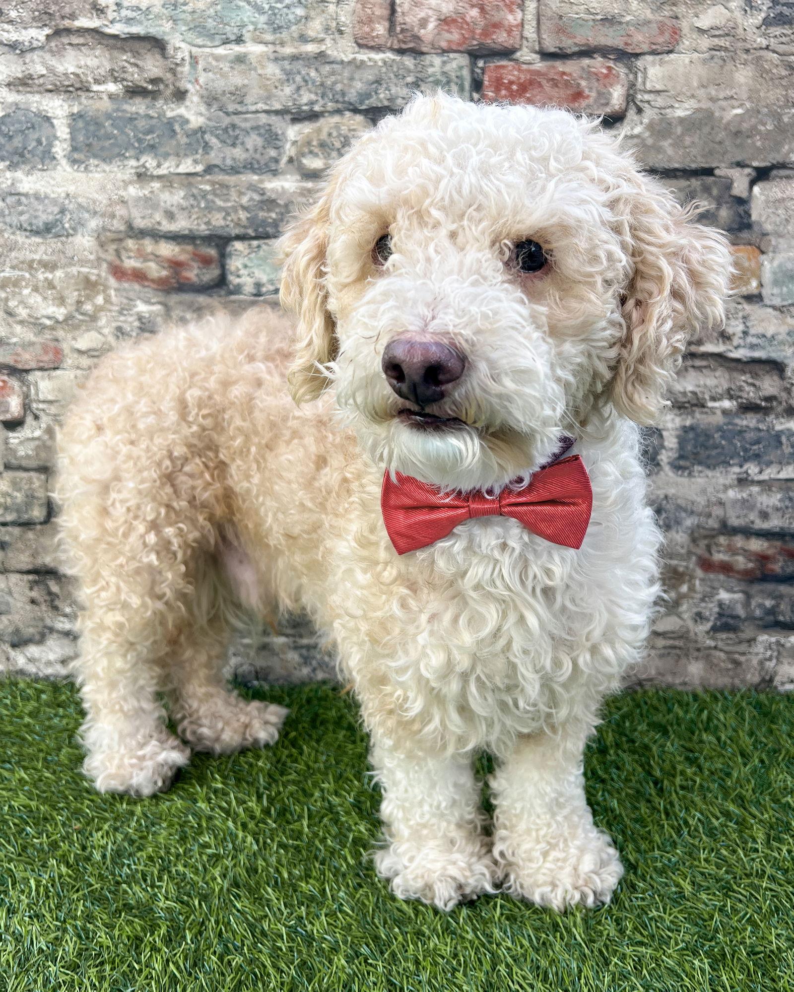 Enlarge Oliver, a Adoptable Poodle in Corona, CA image 2/3