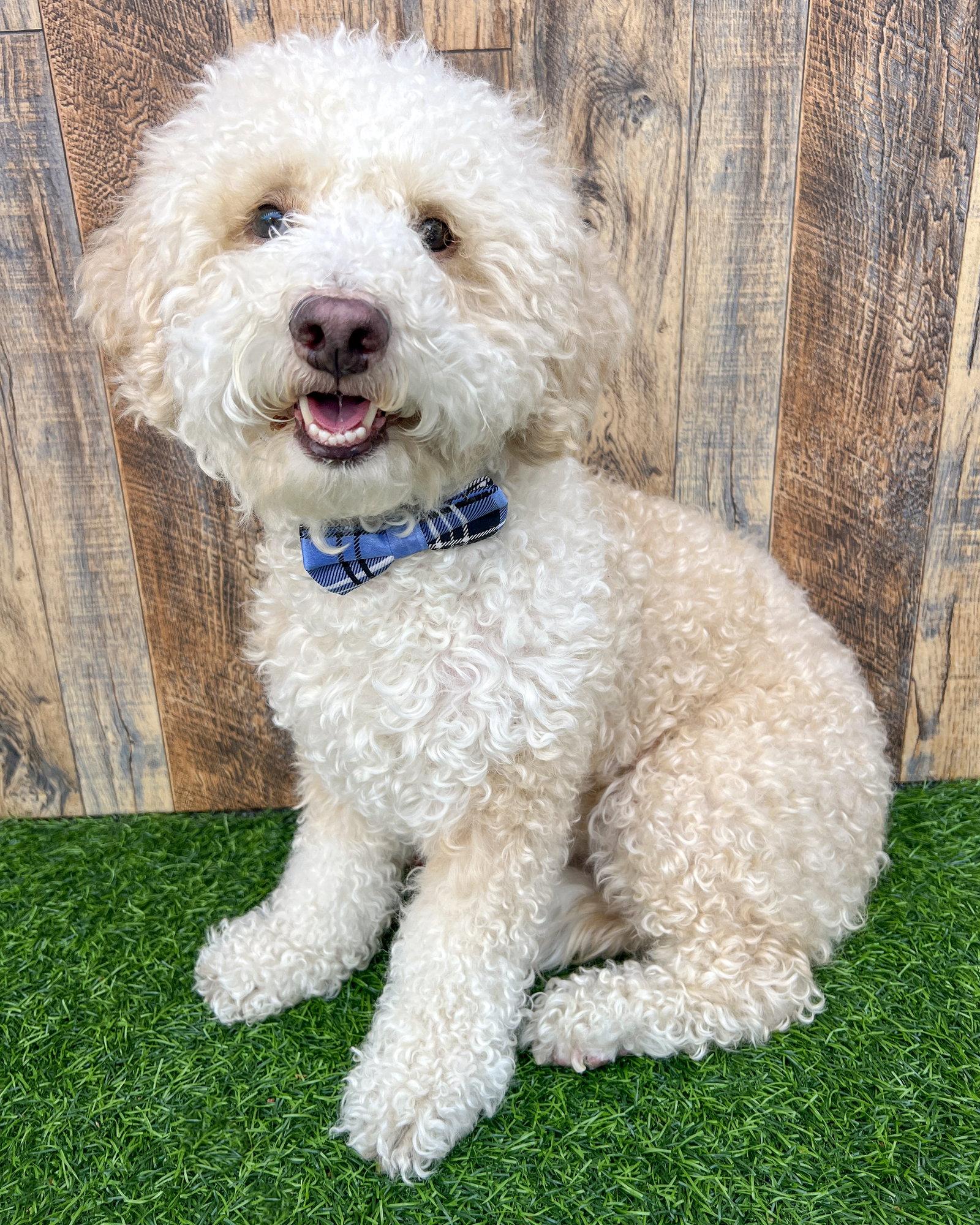 Enlarge Oliver, a Adoptable Poodle in Corona, CA image 2/3