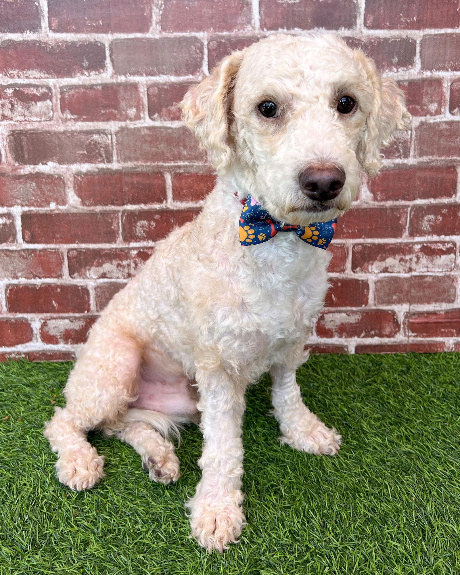 Enlarge Oliver, a Adoptable Poodle in Corona, CA image 3/3