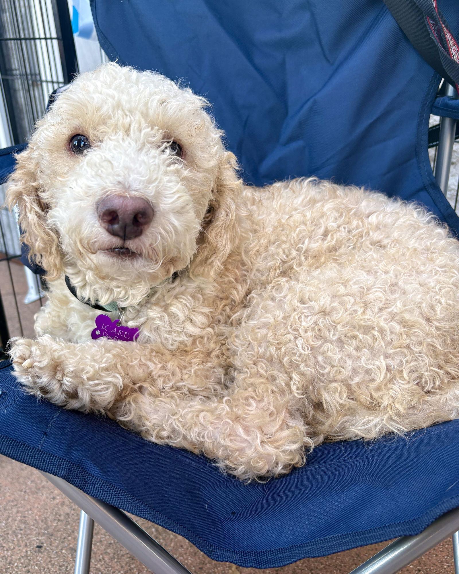 Enlarge Oliver, a Adoptable Poodle in Corona, CA image 2/3