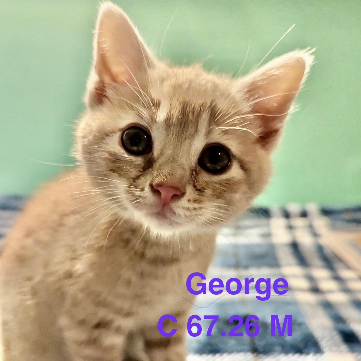 Foster George, Adoptable, Kitten Male Domestic Short Hair & Tiger.