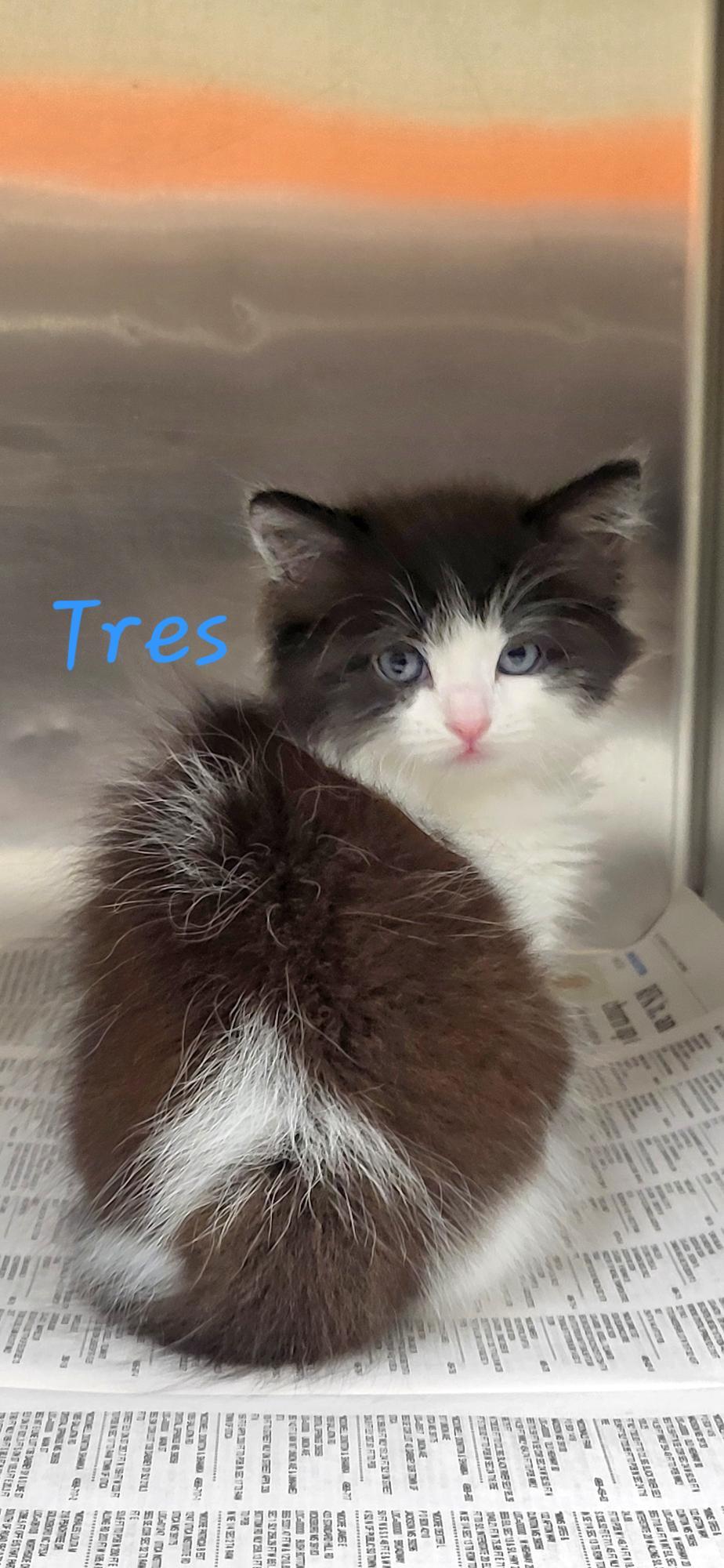 Tres, adopted, Kitten Male Domestic Long Hair.