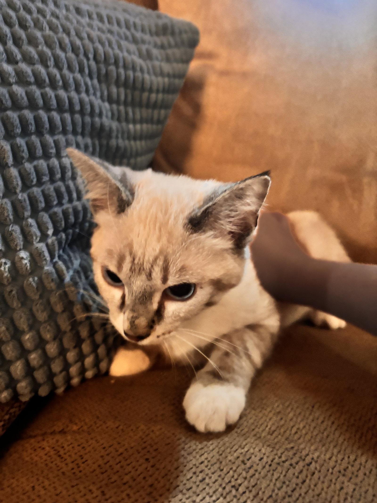 Elsa ( EE), a Adoptable Siamese in Vallejo, CA image 1/2