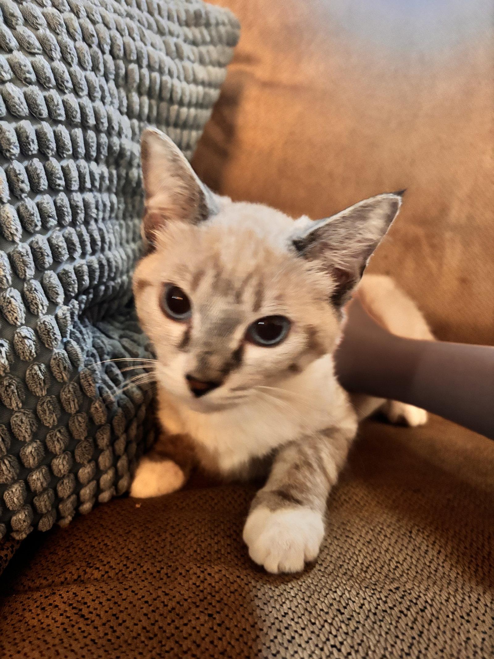 Elsa ( EE), a Adoptable Siamese in Vallejo, CA image 2/2