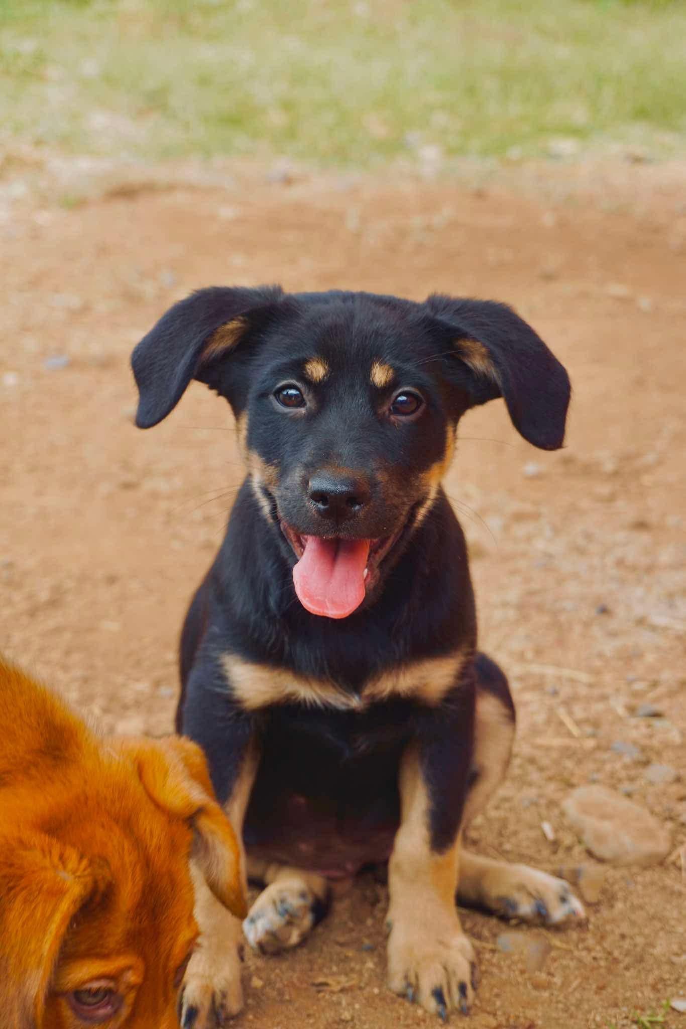 Thin Mint, Adoptable, Puppy Female Australian Shepherd & German Shepherd Dog.
