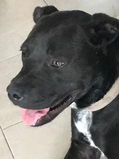 Enlarge Chitta, a Adoptable mixed breed in Westminster, CO image 1/3