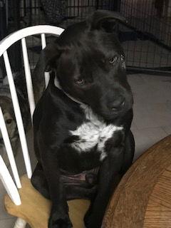 Enlarge Chitta, a Adoptable mixed breed in Westminster, CO image 3/3