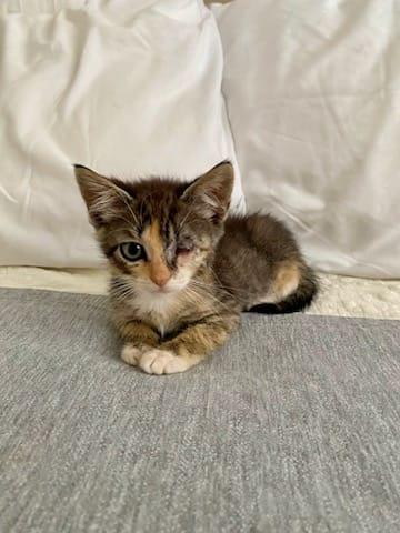 Enlarge Una, a Adoptable Domestic Short Hair in Melbourne , FL image 1/4