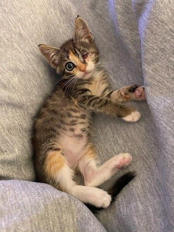 Enlarge Una, a Adoptable Domestic Short Hair in Melbourne , FL image 2/4