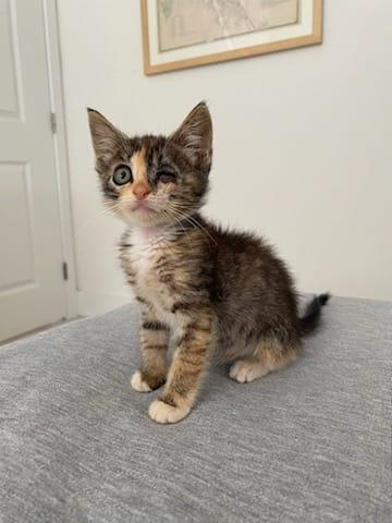 Enlarge Una, a Adoptable Domestic Short Hair in Melbourne , FL image 4/4