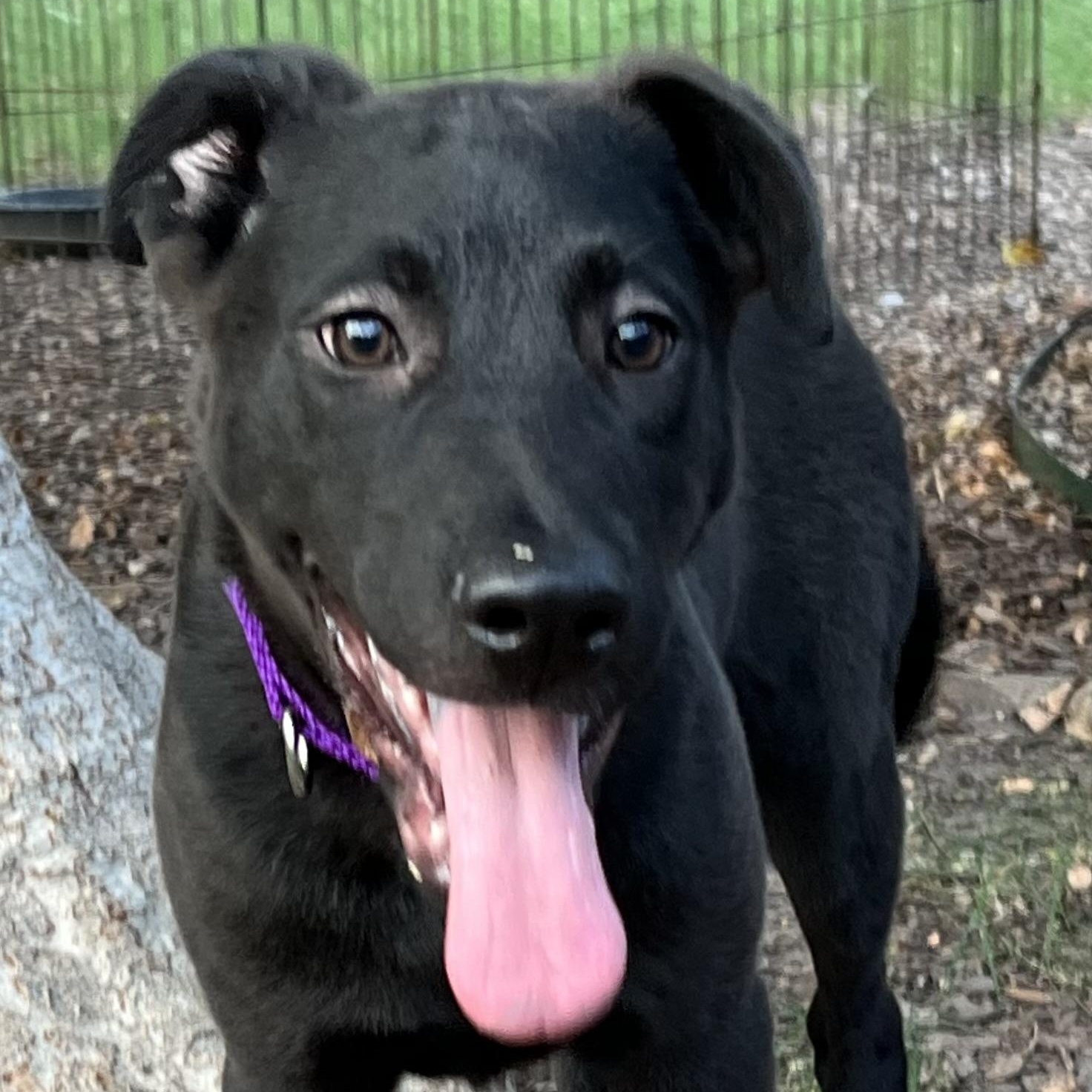 Rodeo, Young Male German Shepherd Dog