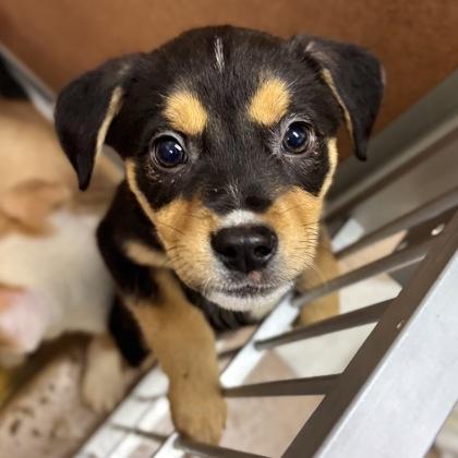 Rowan, Adoptable, Young Female Rottweiler & Mixed Breed.