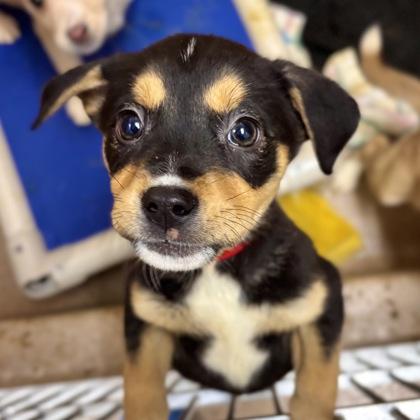 Rowan, a Adoptable mixed breed in San Francisco, CA image 2/3