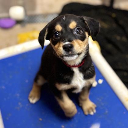 Rowan, a Adoptable mixed breed in San Francisco, CA image 3/3