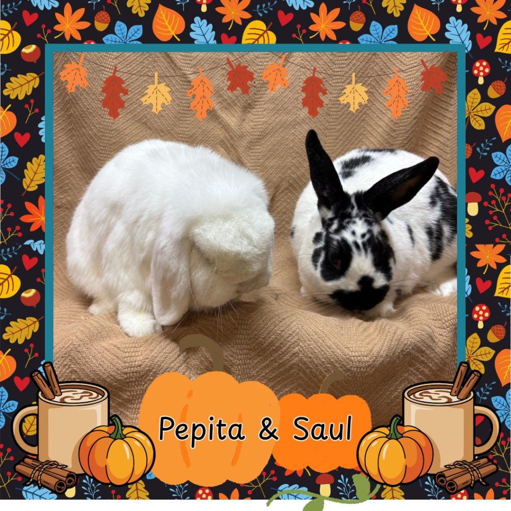 Enlarge Pepita, a Adopted Bunny Rabbit in Elizabethtown, KY image 2/6