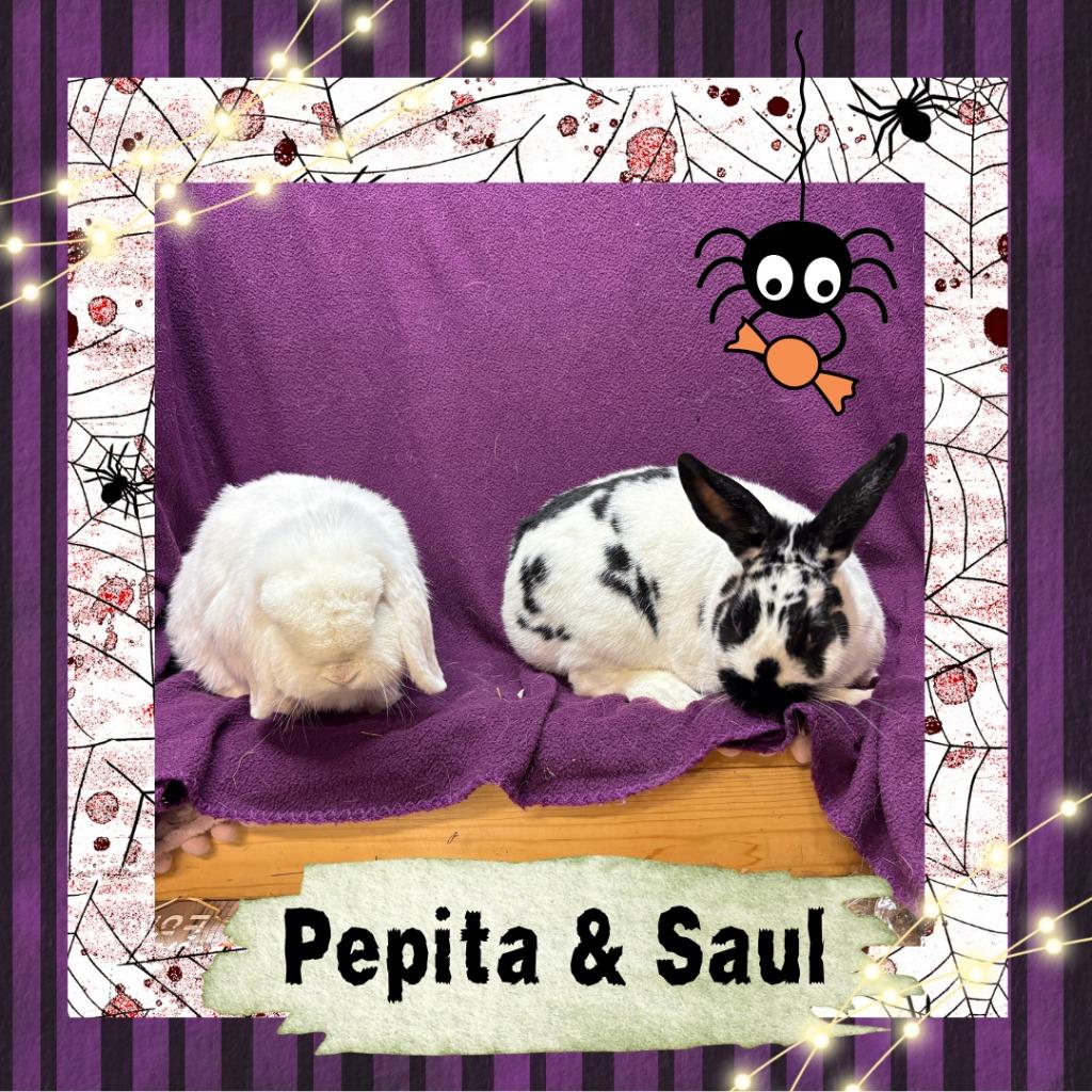 Enlarge Pepita, a Adopted Bunny Rabbit in Elizabethtown, KY image 4/6