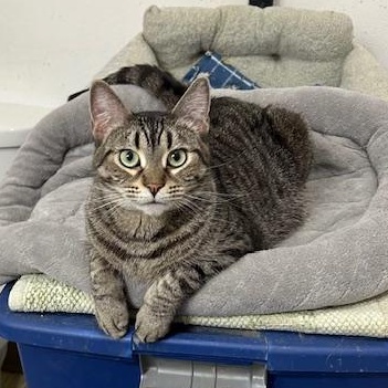JoJo, an adoptable Domestic Short Hair in Devils Lake, ND, 58301 | Photo Image 1