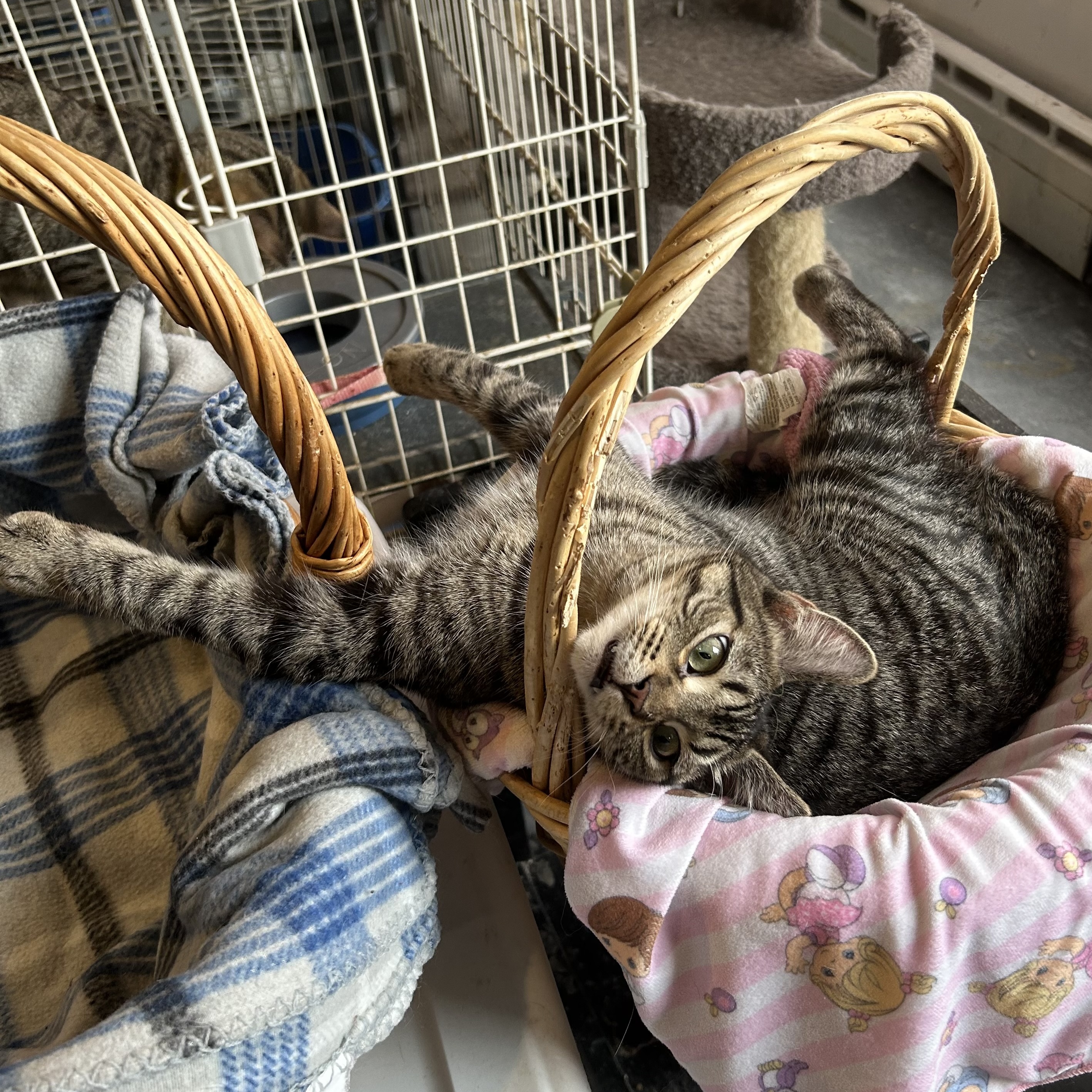 JoJo, a Adoptable Domestic Short Hair in Devils Lake, ND image 4/6