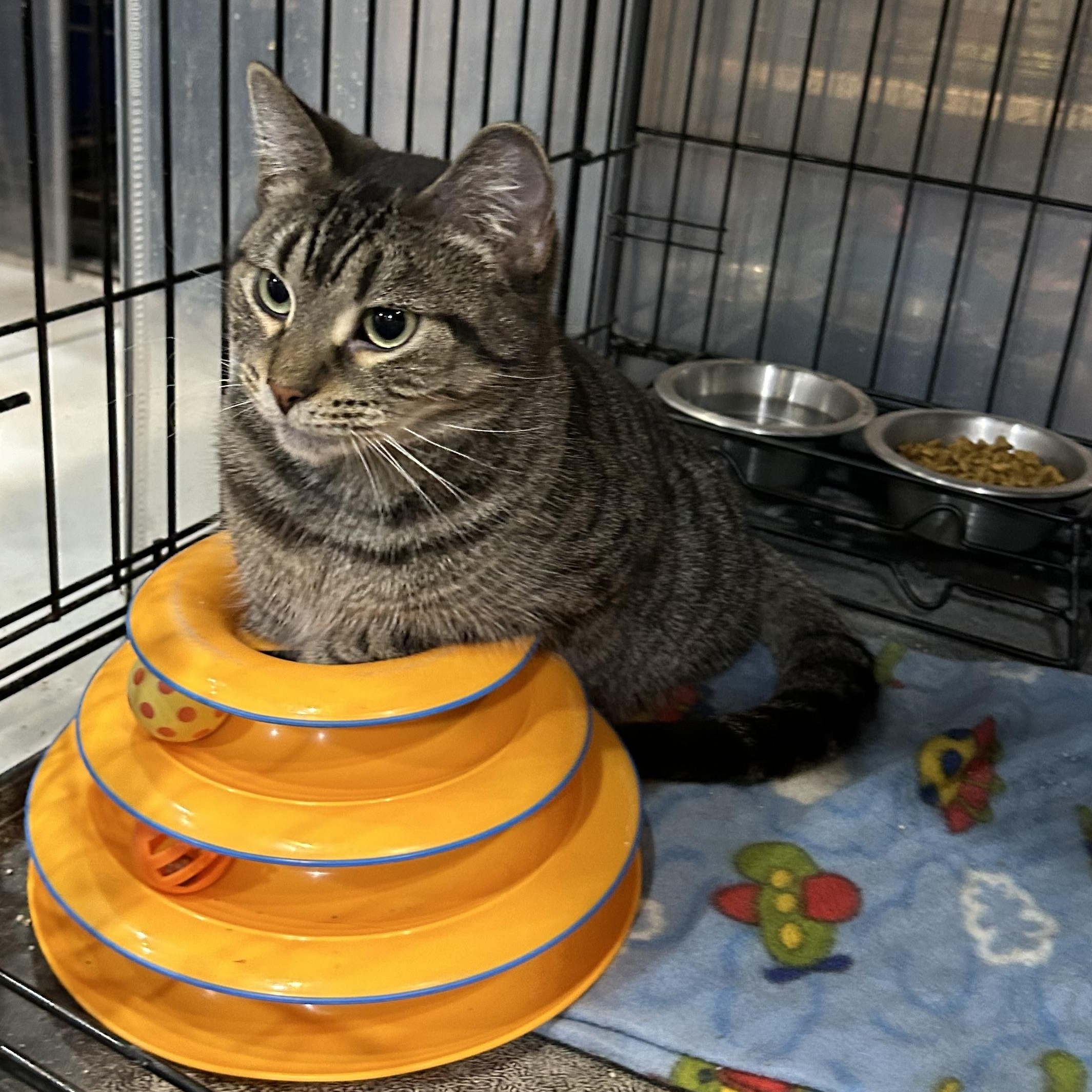 JoJo, a Adoptable Domestic Short Hair in Devils Lake, ND image 5/6