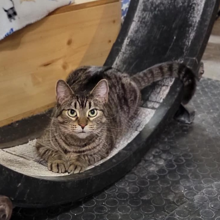 JoJo, a Adoptable Domestic Short Hair in Devils Lake, ND image 2/6