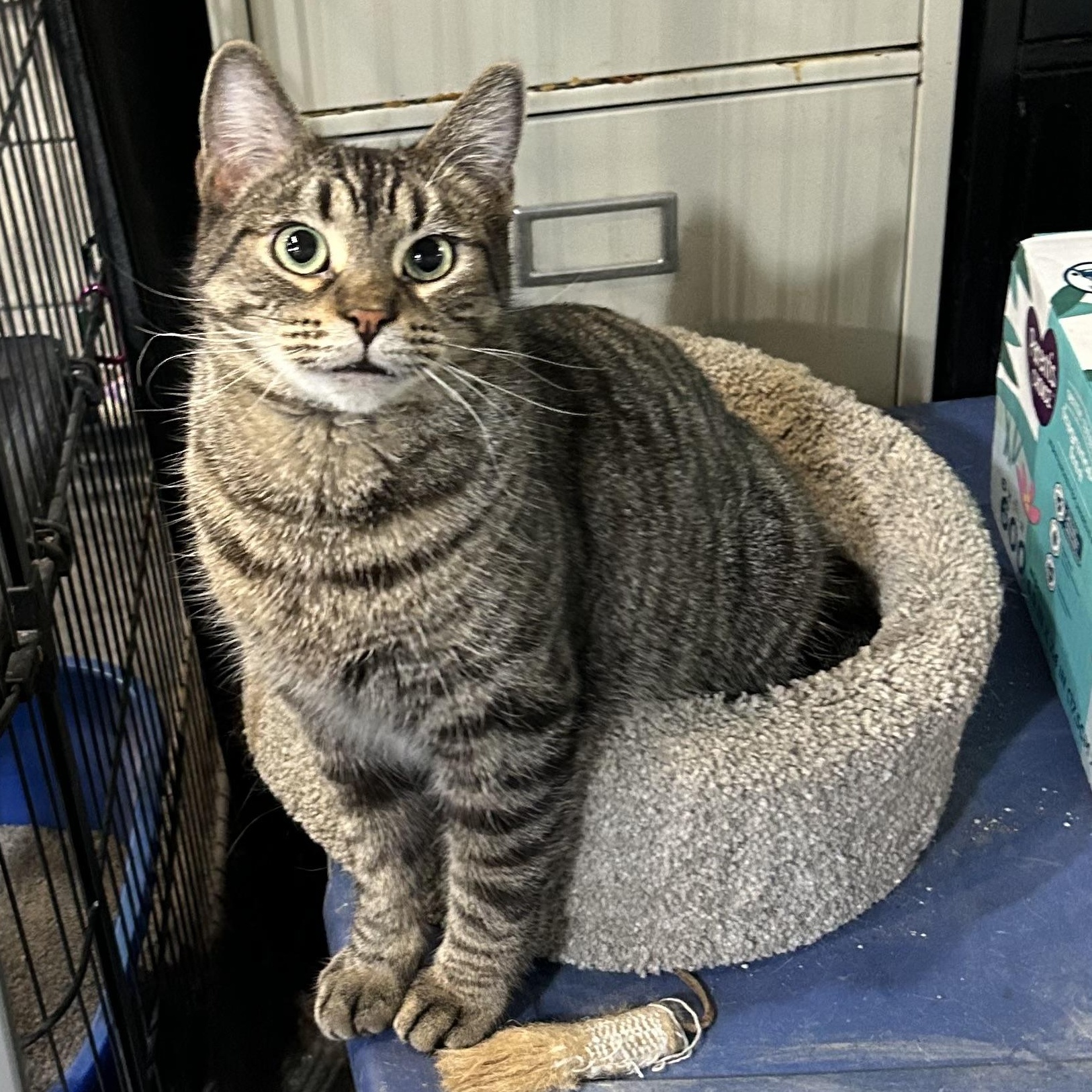 JoJo, a Adoptable Domestic Short Hair in Devils Lake, ND image 3/6