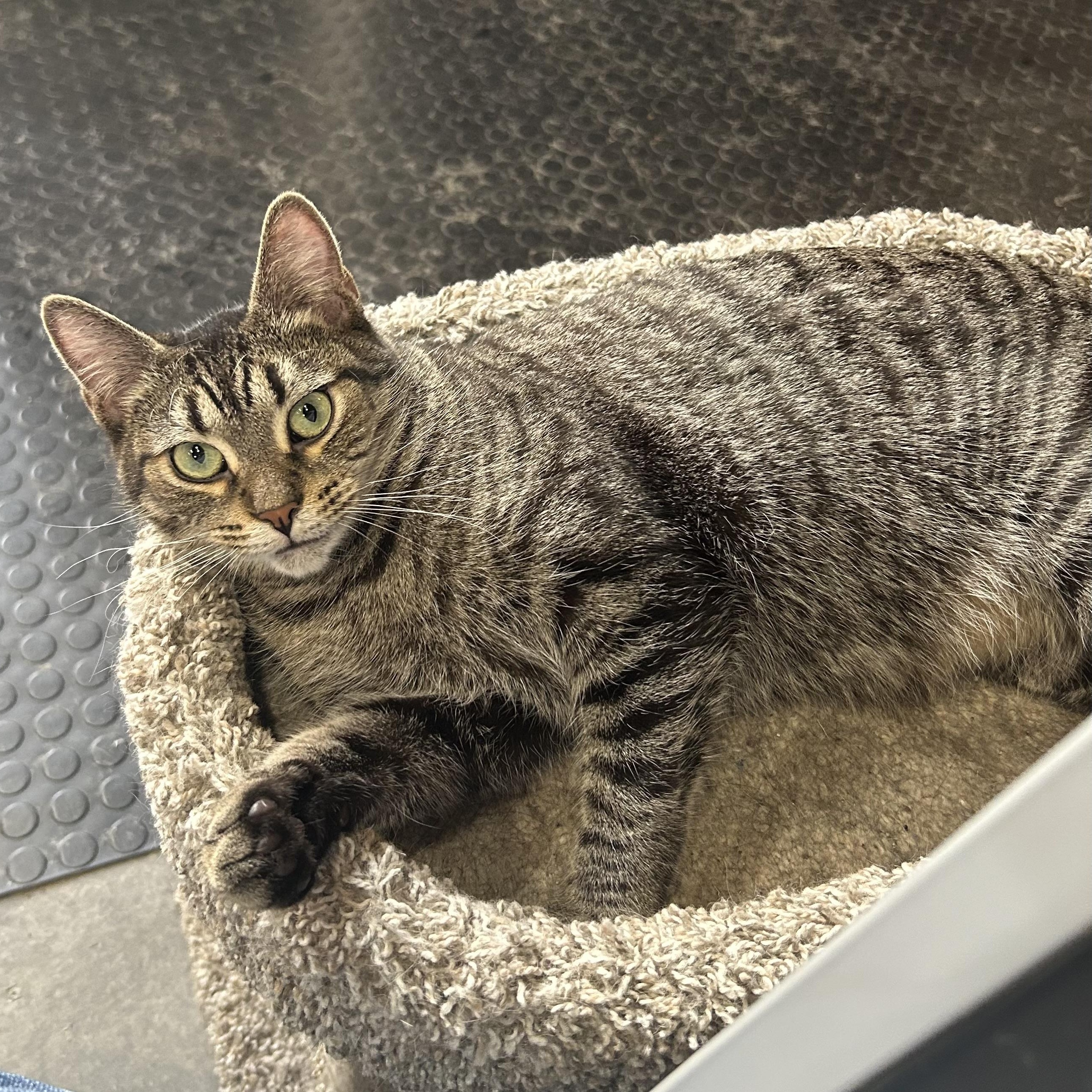 JoJo, a Adoptable Domestic Short Hair in Devils Lake, ND image 6/6