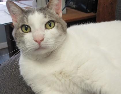 Enlarge Phebe, a Adoptable mixed breed in West Memphis, AR image 1/2