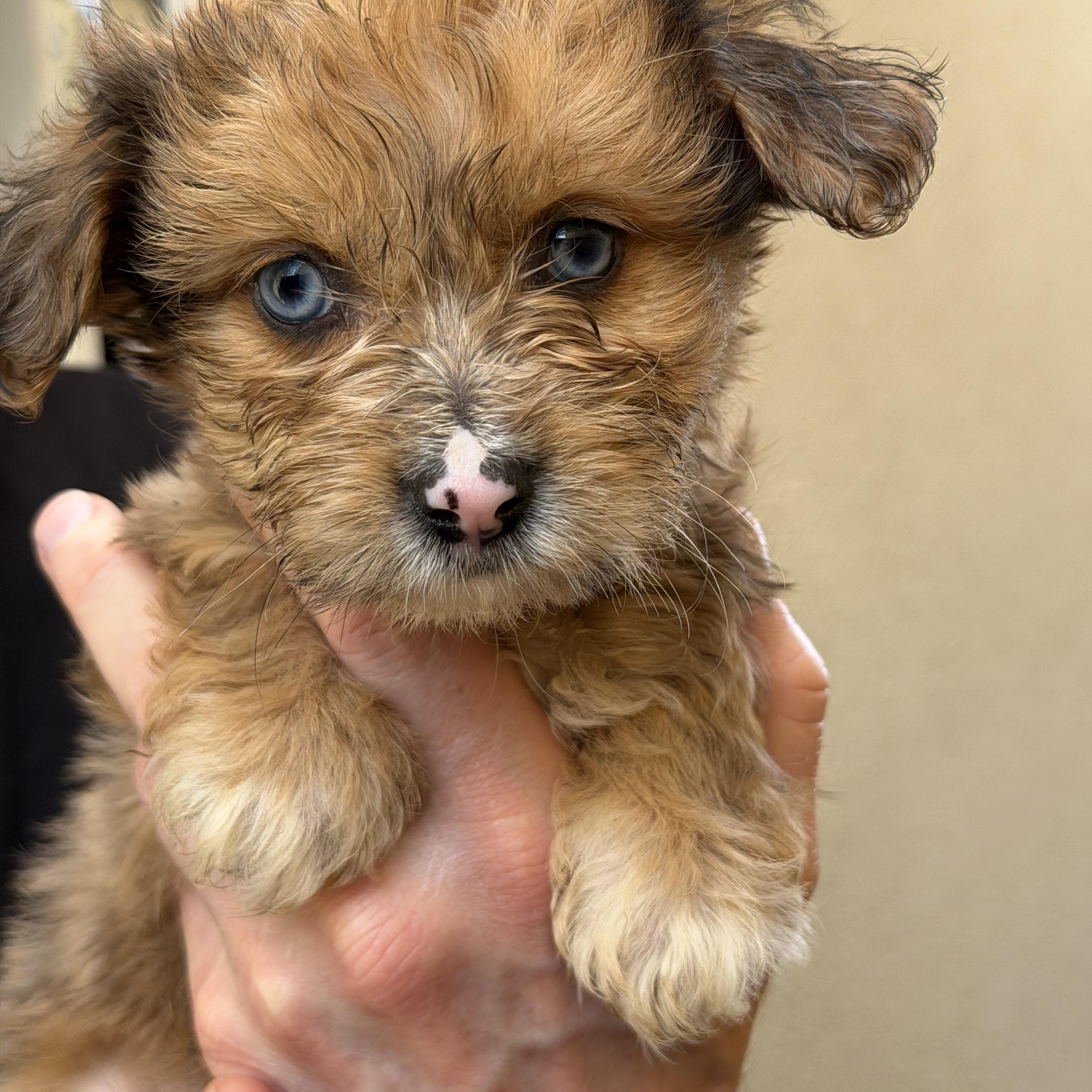Enlarge Bergdorf, a ADOPTABLE mixed breed in Corona Del Mar, CA image 2/2