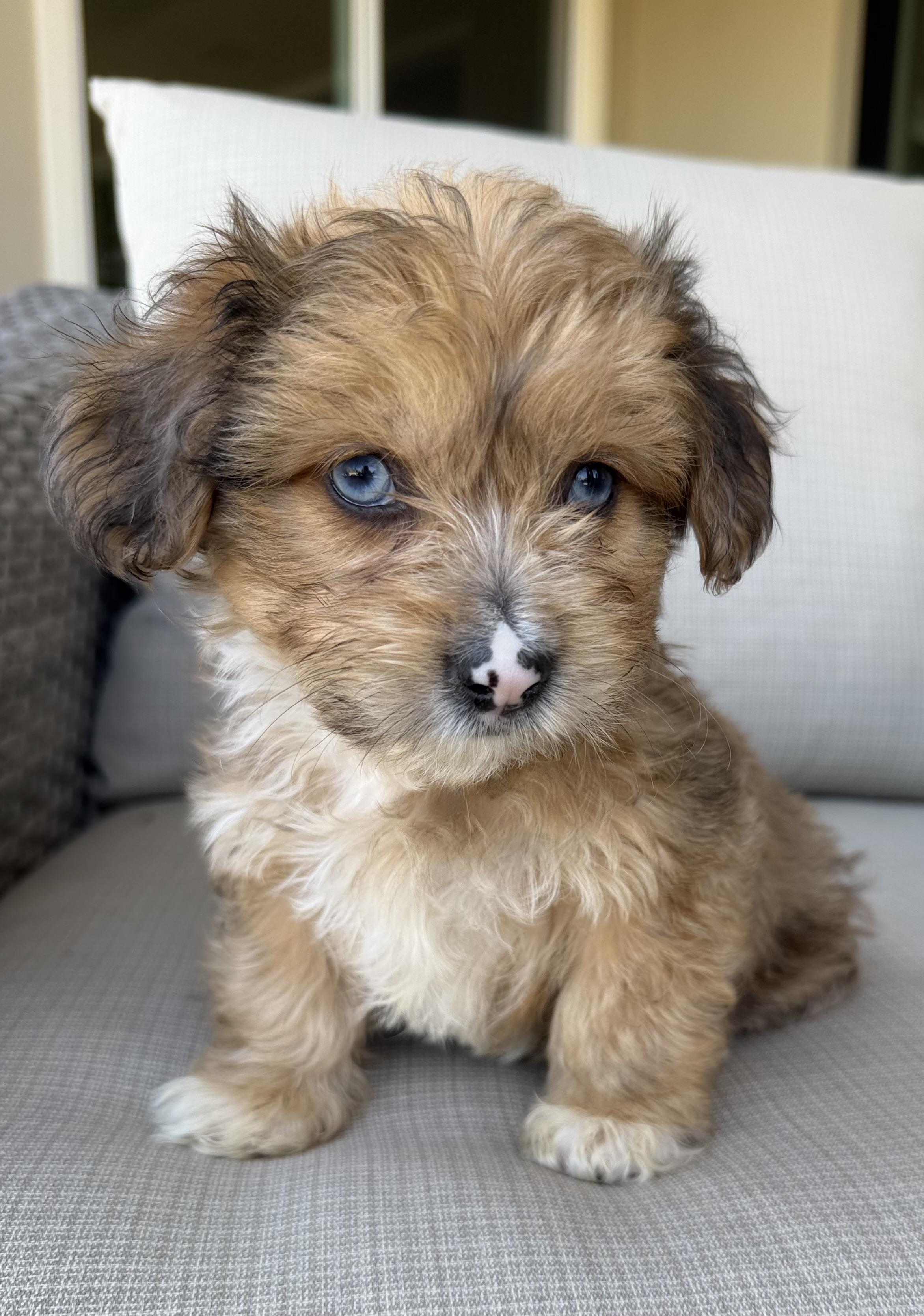 Enlarge Bergdorf, a ADOPTABLE mixed breed in Corona Del Mar, CA image 1/2