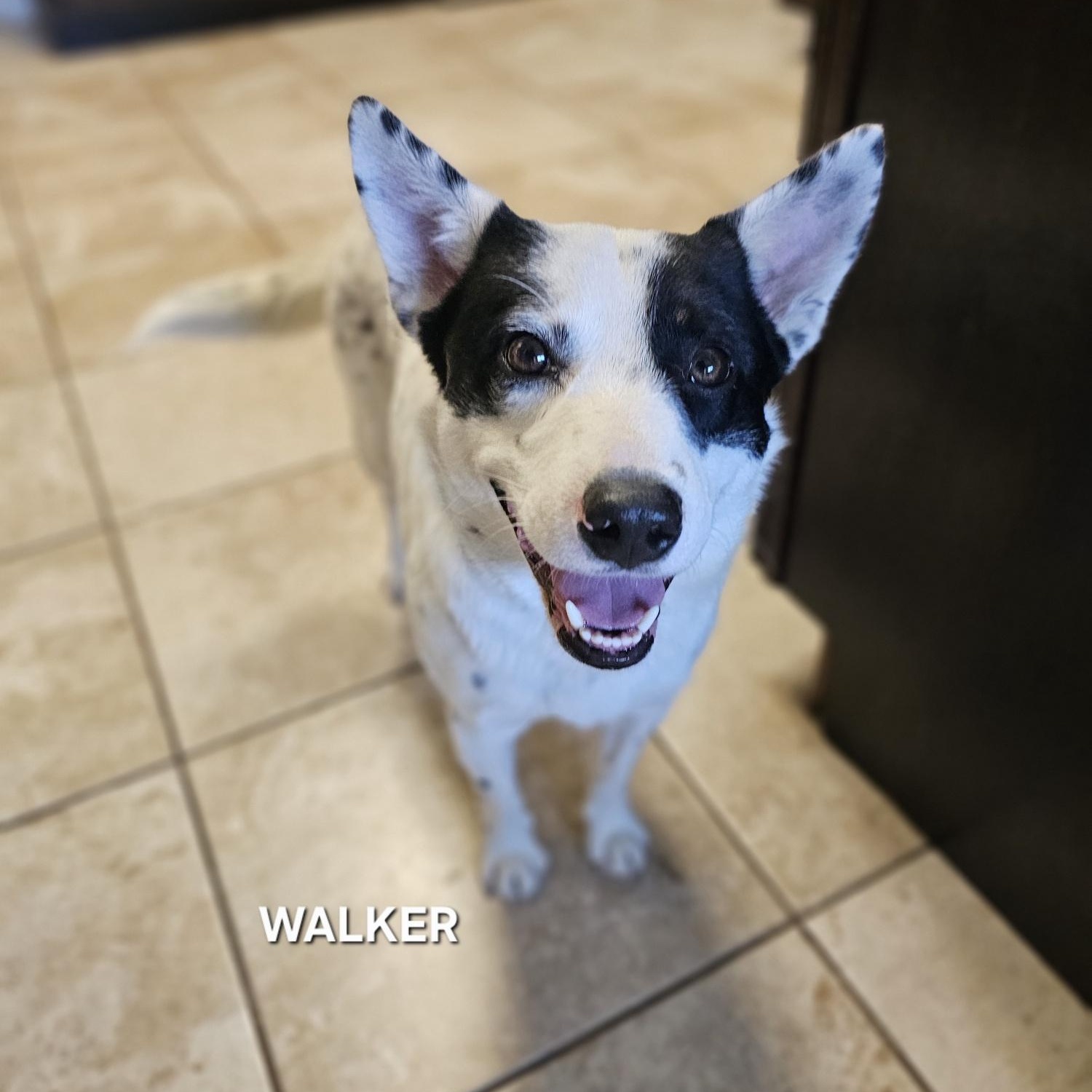 Enlarge Walker, an adopted Australian Cattle Dog / Blue Heeler in Nashville, TN image 3/5