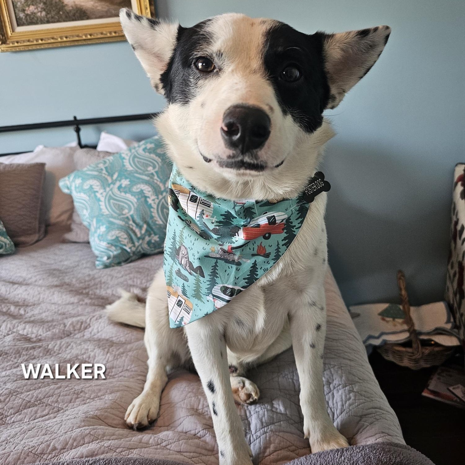 Enlarge Walker, an adopted Australian Cattle Dog / Blue Heeler in Nashville, TN image 4/5