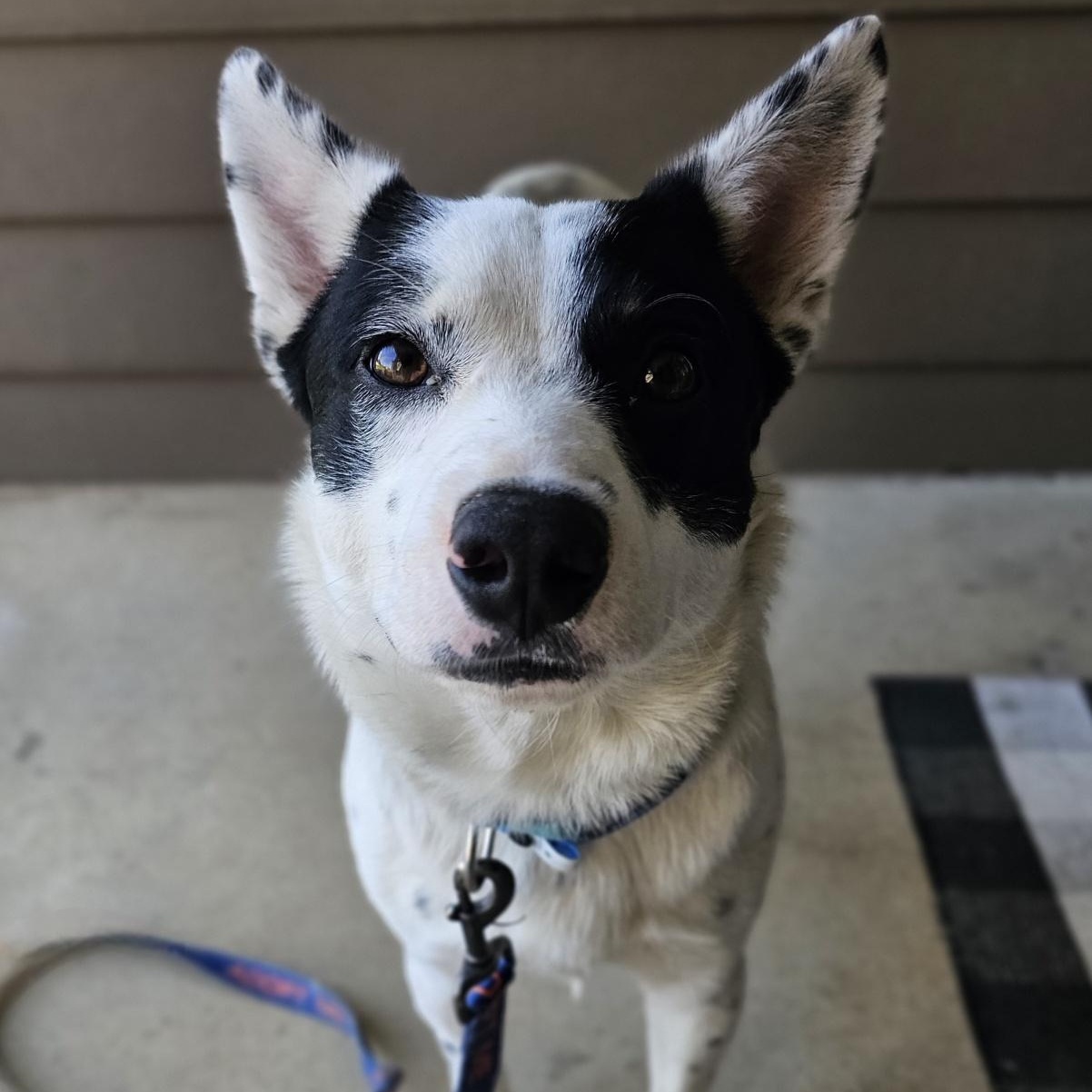 Enlarge Walker, an adopted Australian Cattle Dog / Blue Heeler in Nashville, TN image 2/5