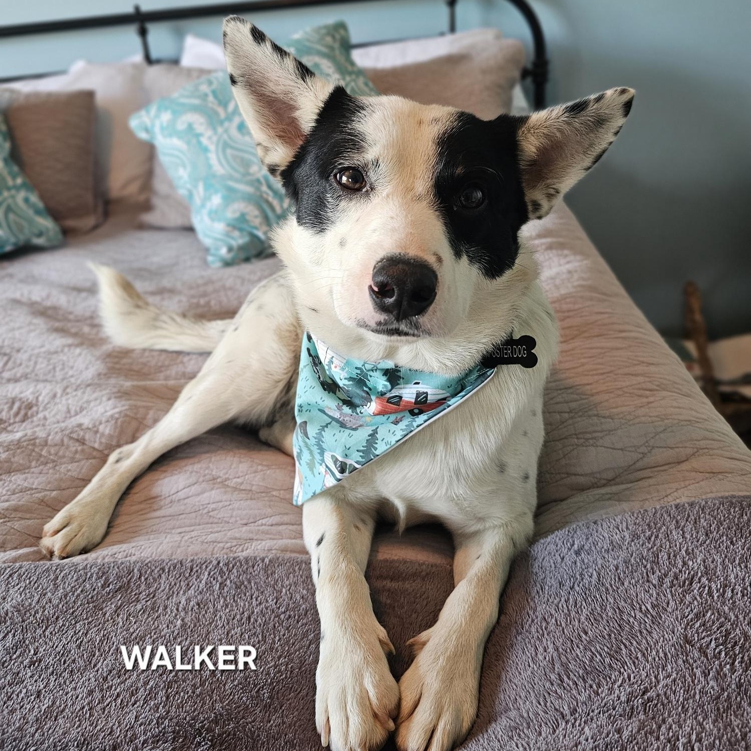 Enlarge Walker, an adopted Australian Cattle Dog / Blue Heeler in Nashville, TN image 1/5