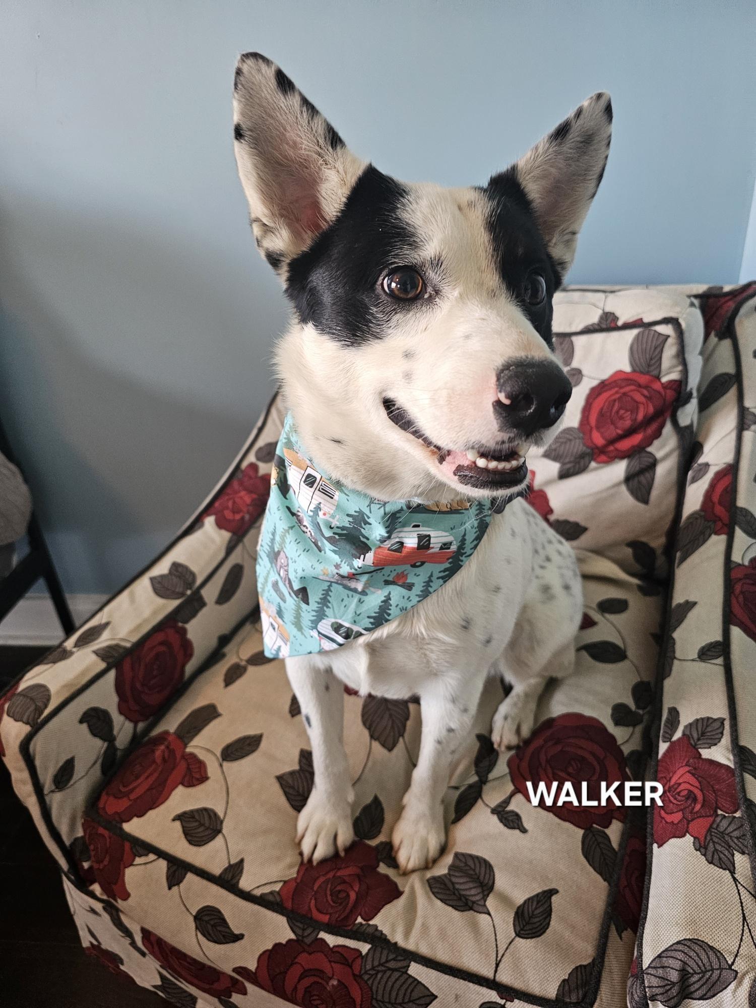 Enlarge Walker, an adopted Australian Cattle Dog / Blue Heeler in Nashville, TN image 5/5