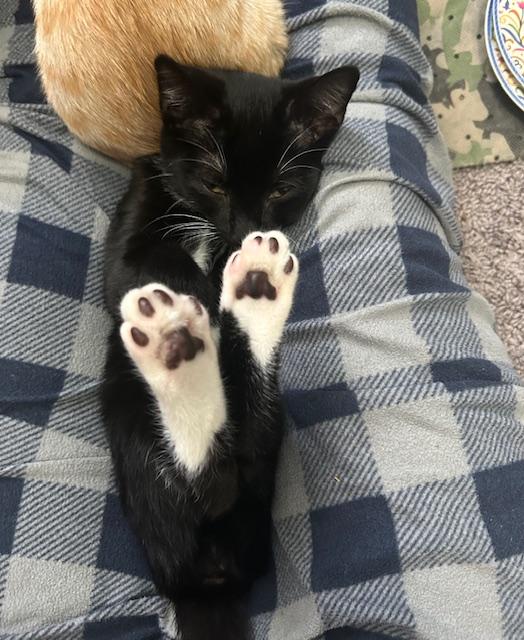 Enlarge Ted (Hall), a Adoptable Domestic Short Hair in Smithfield, NC image 1/5