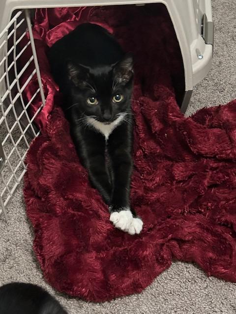 Enlarge Ted (Hall), a Adoptable Domestic Short Hair in Smithfield, NC image 2/5