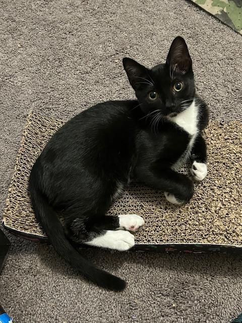 Enlarge Ted (Hall), a Adoptable Domestic Short Hair in Smithfield, NC image 3/5