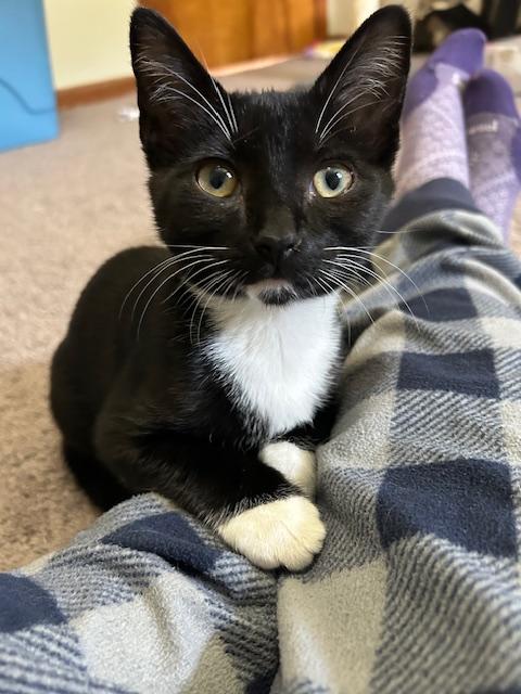 Enlarge Ted (Hall), a Adoptable Domestic Short Hair in Smithfield, NC image 4/5