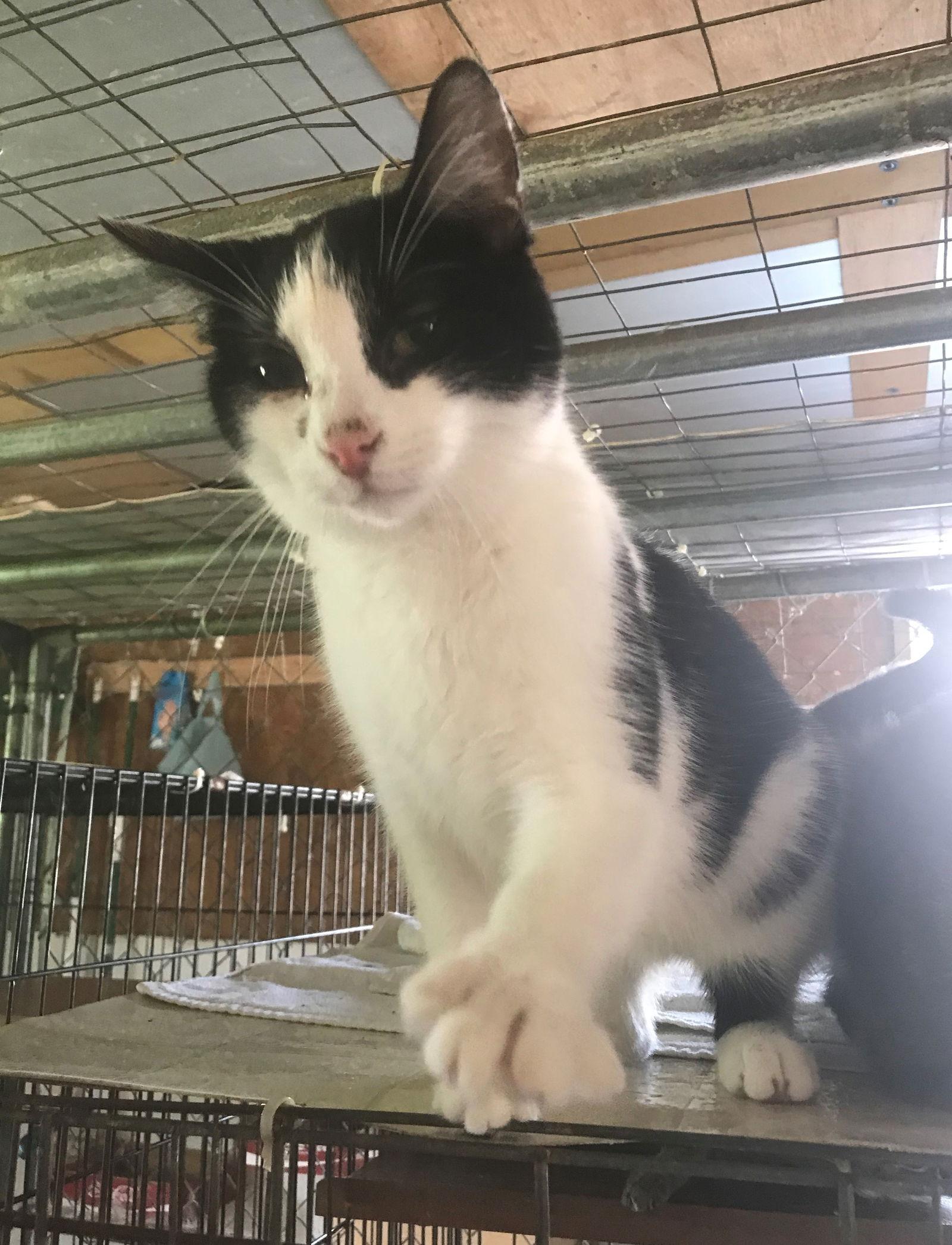 Oreo, a Adoptable Domestic Short Hair in Apollo, PA image 2/6