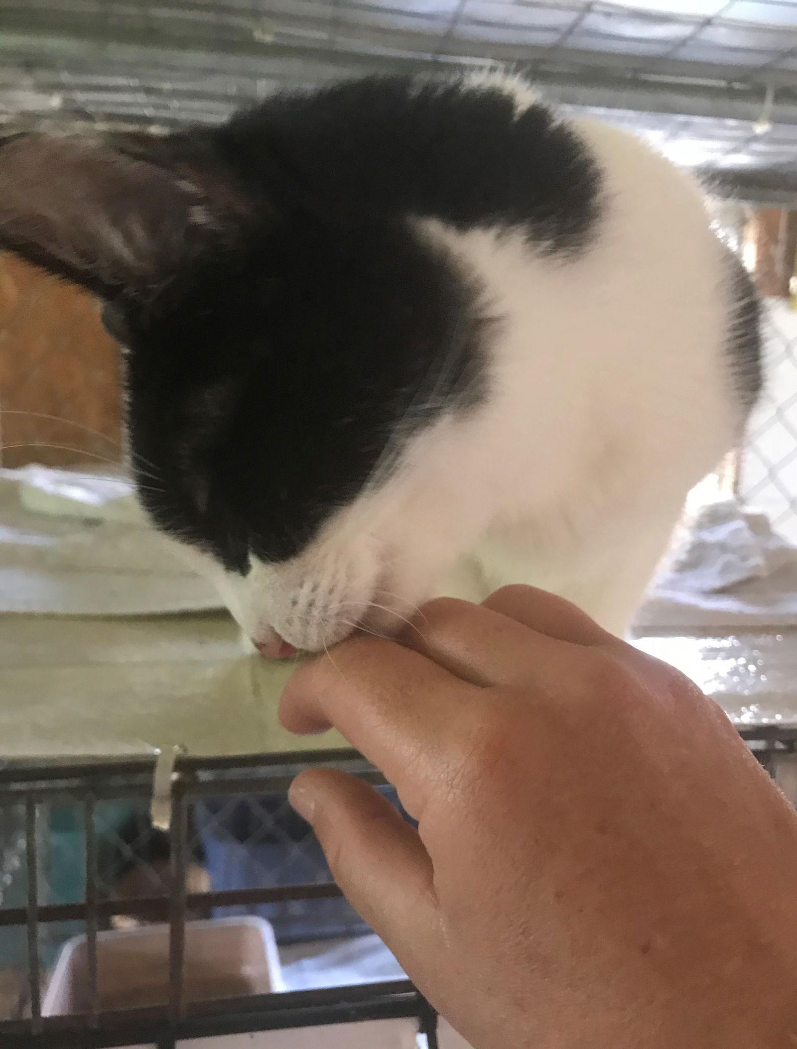 Oreo — thumbnail 3