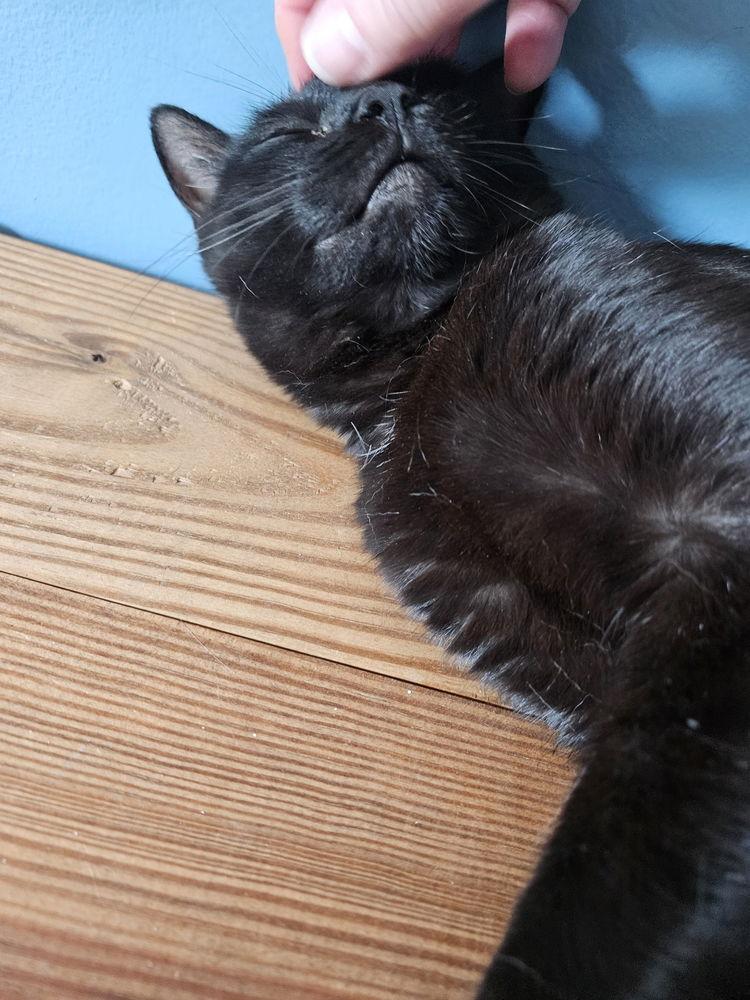 Minnie, Adoptable, Adult Female Domestic Short Hair.